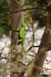 sandrakwispel lizard 4907809